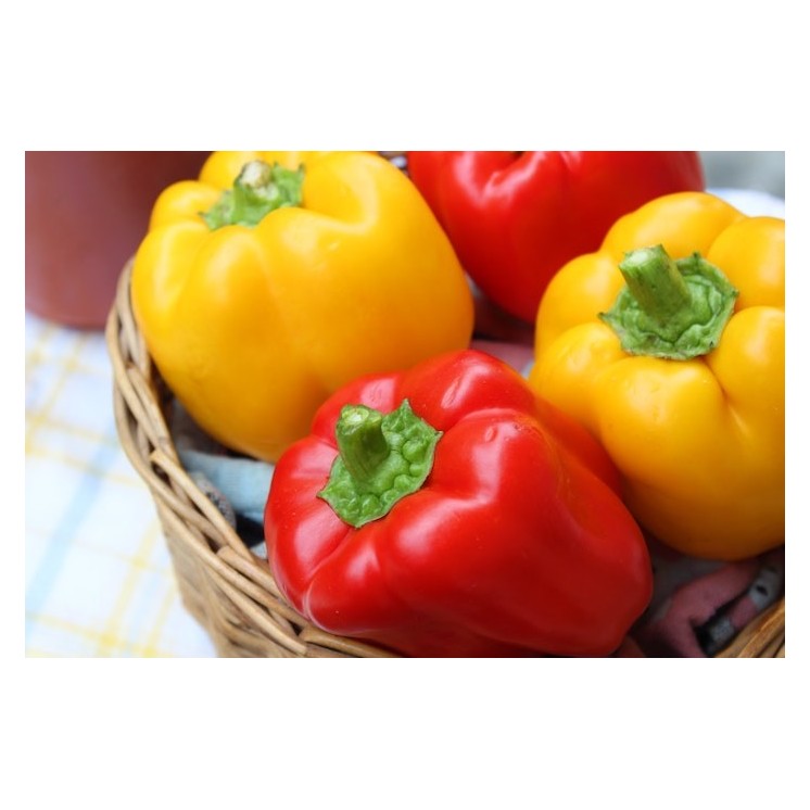 Poivrons Jaunes