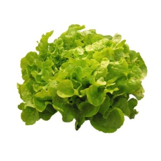 Salade Verte