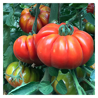 Tomates Anciennes